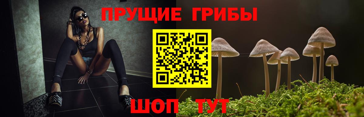 Галлюциногенные грибы Psilocybine cubensis Петропавловск-Камчатский
